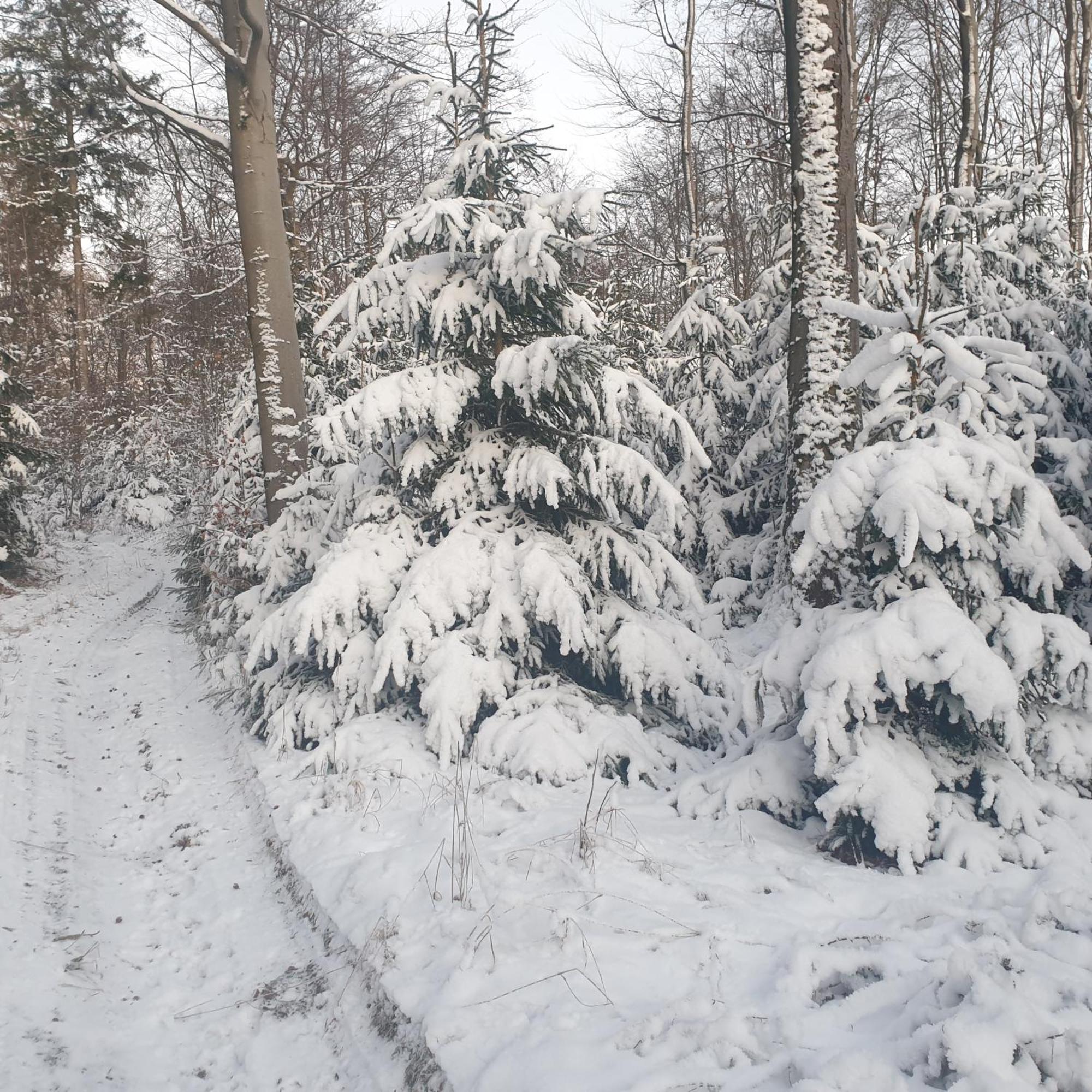 Fewo Winter In Der Villa Waldrand Mit Zwei Balkonen Bad Wunnenberg Exterior photo